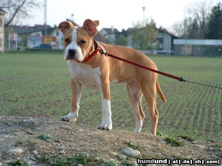 American Staffordshire Terrier Xena mit 4Mon.