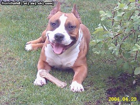 American Staffordshire Terrier Hunde Foto 10821 American Staffordshire Terrier Mexx
