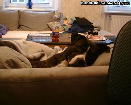 American Staffordshire Terrier Piggy