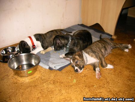 American Staffordshire Terrier Hunde Foto 17505 American Staffordshire Terrier habe besuch von meinen Geschwistern