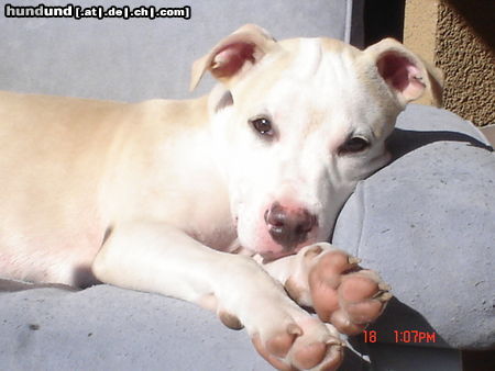 American Staffordshire Terrier Hunde Foto 24356 American Staffordshire Terrier am staff