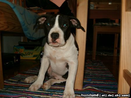 American Staffordshire Terrier Hunde Foto 10471 American Staffordshire Terrier Heavi Staff Baby