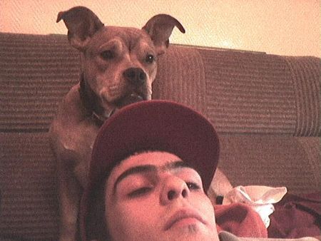 American Staffordshire Terrier Hunde Foto 27878 American Staffordshire Terrier Unser Tyson