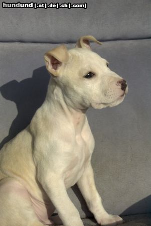 American Staffordshire Terrier Hunde Foto 25496 American Staffordshire Terrier Jace