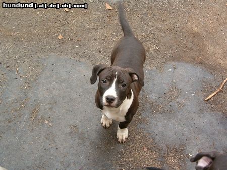American Staffordshire Terrier Hunde Foto 10472 American Staffordshire Terrier Heavi Staff Baby