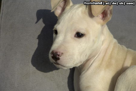 American Staffordshire Terrier Hunde Foto 25499 American Staffordshire Terrier Jace