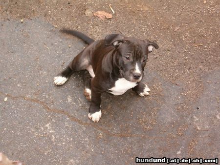 American Staffordshire Terrier Hunde Foto 10473 American Staffordshire Terrier Heavi Staff Baby