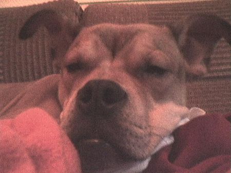 American Staffordshire Terrier Hunde Foto 27877 American Staffordshire Terrier Unser Tyson