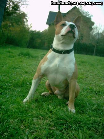 American Staffordshire Terrier Magnus white Dead (leo)  Mein Kleine Schmuse Katter 