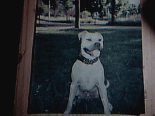 American Staffordshire Terrier Hunde Foto 35285 American Staffordshire Terrier meine aller beste heist scay