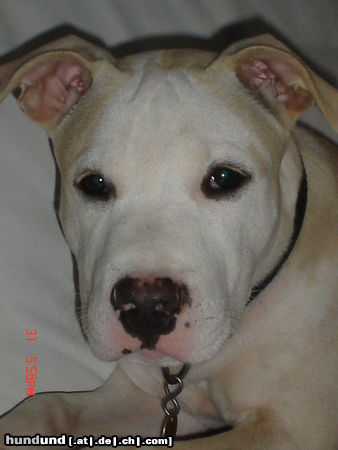 American Staffordshire Terrier Hunde Foto 24357 American Staffordshire Terrier am staff