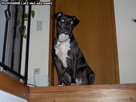 American Staffordshire Terrier Hunde Foto 15316 American Staffordshire Terrier Ich bin der schönste Hund der Welt