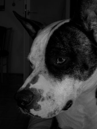 American Staffordshire Terrier Hunde Foto 29926 American Staffordshire Terrier Lea 18 Monate