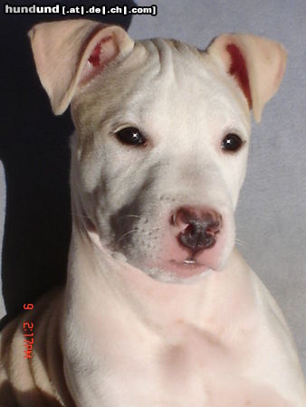 American Staffordshire Terrier