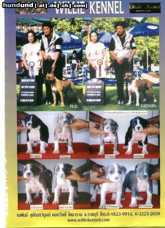American Staffordshire Terrier Hunde Foto 13279 American Staffordshire Terrier Unsere Mary