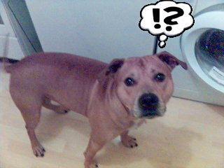 American Staffordshire Terrier Hunde Foto 29597 American Staffordshire Terrier Murphy