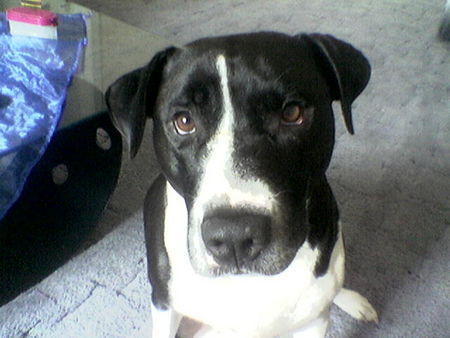 American Staffordshire Terrier Hunde Foto 31394 in höherer Auflösung ansehen American Staffordshire Terrier Charly aus Porz grüsst den STAVRO L.B.G.