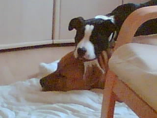 American Staffordshire Terrier Hunde Foto 31459 in höherer Auflösung ansehen American Staffordshire Terrier Samy u. Lara