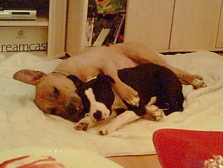 American Staffordshire Terrier Hunde Foto 31460 in höherer Auflösung ansehen American Staffordshire Terrier Samy u. Lara