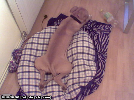 American Staffordshire Terrier Hunde Foto 26655 in höherer Auflösung ansehen American Staffordshire Terrier Samy mit 13Wochen