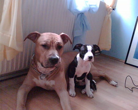 American Staffordshire Terrier Hunde Foto 28784 in höherer Auflösung ansehen American Staffordshire Terrier Unsere zwei Hunde Lara u. Samy