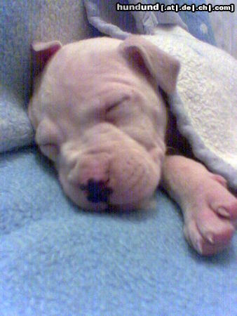 American Staffordshire Terrier Hunde Foto 24386 in höherer Auflösung ansehen American Staffordshire Terrier