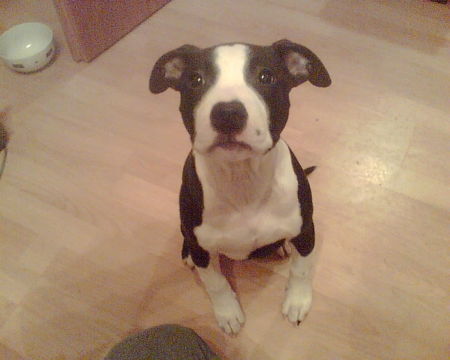 American Staffordshire Terrier Hunde Foto 29703 in höherer Auflösung ansehen American Staffordshire Terrier Lara