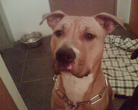 American Staffordshire Terrier Hunde Foto 29704 in höherer Auflösung ansehen American Staffordshire Terrier Samy