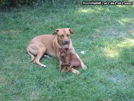 American Staffordshire Terrier Hunde Foto 14627 American Staffordshire Terrier Woody & Snoop