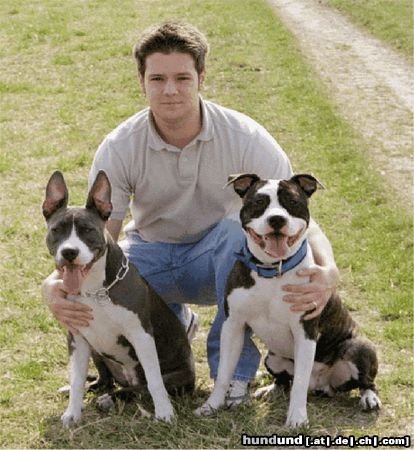American Staffordshire Terrier Akira mit Herli und Lord