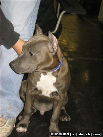 American Staffordshire Terrier Blue