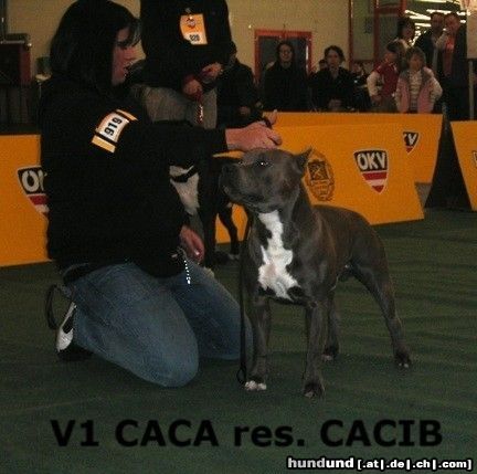 American Staffordshire Terrier Hunde Foto 19346 American Staffordshire Terrier Blue Rock IHA Graz 2005