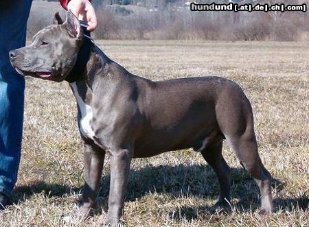 American Staffordshire Terrier Hunde Foto 9878 in höherer Auflösung ansehen American Staffordshire Terrier Blue Rock