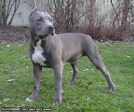 88+ Blue American Terrier