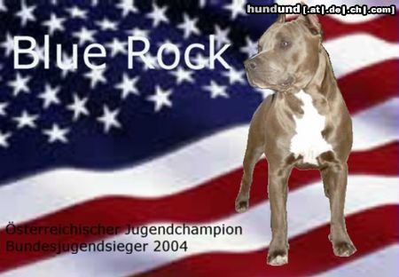 American Staffordshire Terrier Hunde Foto 18096 in höherer Auflösung ansehen American Staffordshire Terrier Für die die es nicht ertragen das es noch einen besseren gibt!!!