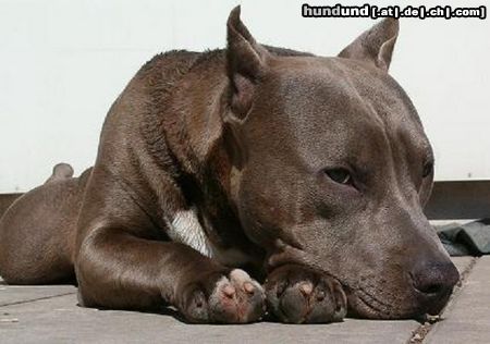 American Staffordshire Terrier Hunde Foto 10126 American Staffordshire Terrier Blue Rock