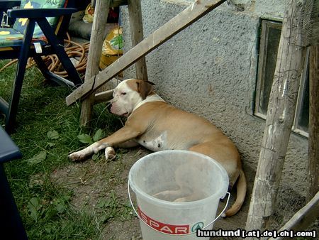 American Staffordshire Terrier Britta beim faulenzen