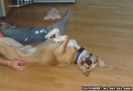American Staffordshire Terrier Hunde Foto 7656 American Staffordshire Terrier Kraul mich
