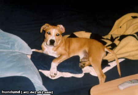 American Staffordshire Terrier Brutus - Bruder von der Aisha