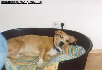 American Staffordshire Terrier Hunde Foto 9305 American Staffordshire Terrier Wer stört mich denn da beim mützen