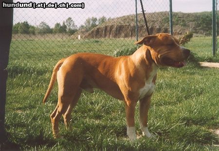 American Staffordshire Terrier Brutus
