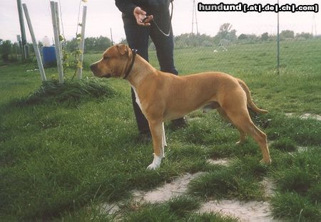 American Staffordshire Terrier Brutus