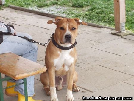 American Staffordshire Terrier Brutus