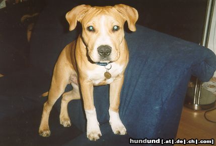 American Staffordshire Terrier Lass mich schauen was hast du da