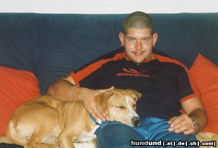 American Staffordshire Terrier Hunde Foto 7661 American Staffordshire Terrier Brutus