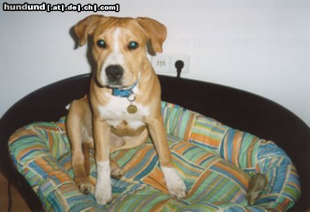American Staffordshire Terrier Bin ich nicht ein hübscher
