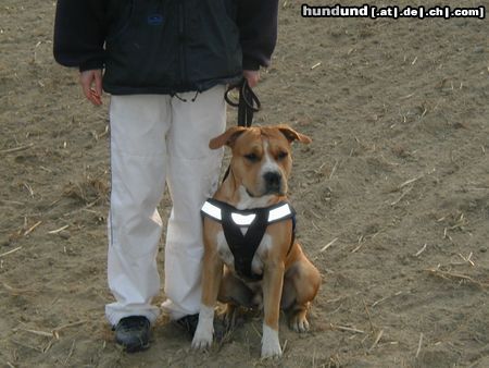 American Staffordshire Terrier Hunde Foto 17992 in höherer Auflösung ansehen American Staffordshire Terrier Brutus