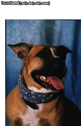 American Staffordshire Terrier meine  Tessa