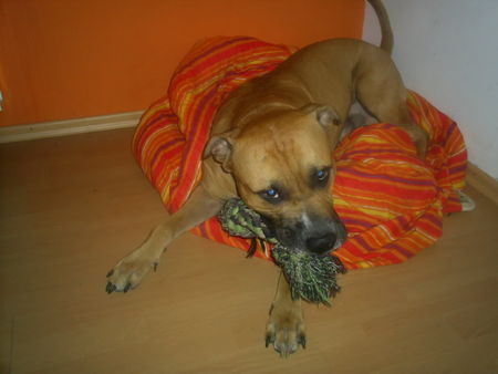 American Staffordshire Terrier Hunde Foto 43090 American Staffordshire Terrier Bandit mein ein & alles ^^