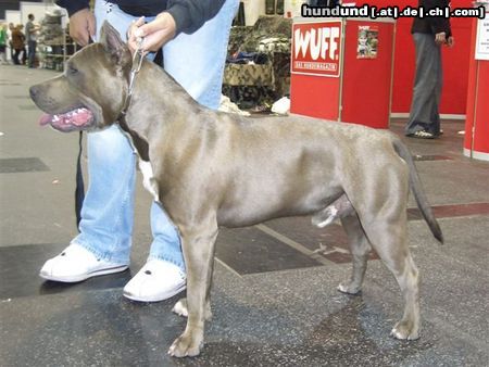 American Staffordshire Terrier Hunde Foto 11989 American Staffordshire Terrier Blue Rock